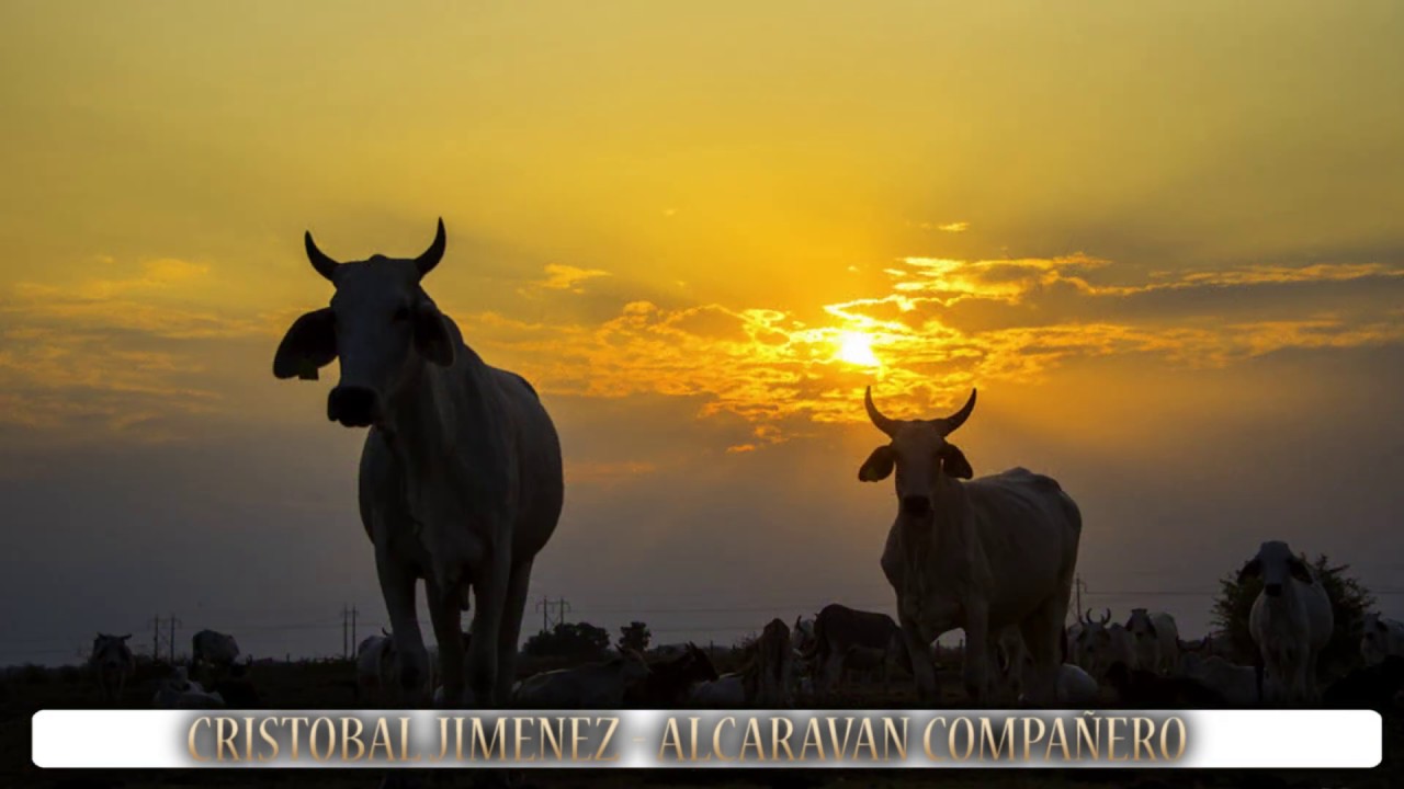 Alcaravan Compañero